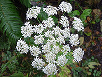 Heracleum maximum