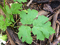 Basal leaf
