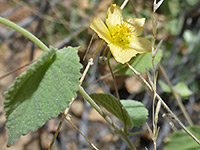 Stems and flower