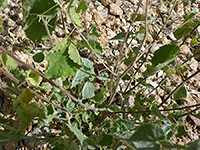 Curly Bladder Mallow