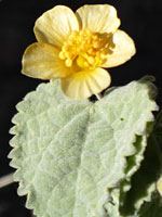 Leaf and flower