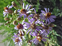 Herrickia glauca