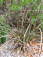 Hesperaloe parviflora