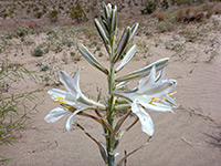 Desert Lily