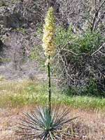 Hesperoyucca whipplei