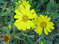 Flowers and leaves