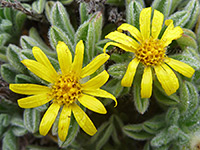 Heterotheca sessiliflora