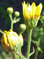 Hairy green phyllaries