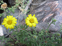 Black Canyon of the Gunnison wildflowers