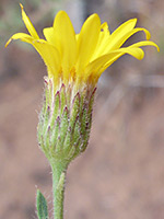 Golden aster