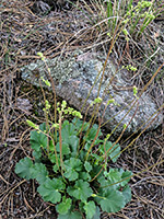 Flowers and leaves