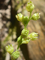 Sparsely hairy calyces