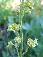 Yellow-green flowers