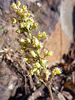 Withered flowers