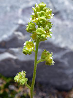 Hairy stem and pedicels