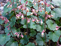 Pink Alumroot