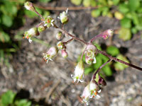 Flower cluster