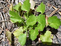 Long-stalked leaves