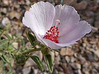 Hibiscus denudatus