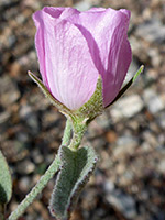 Sepals and petals