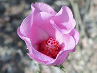 Paleface rock hibiscus