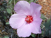 Paleface rock hibiscus