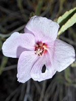 Paleface rock hibiscus