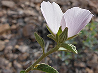 Paleface Rock Hibiscus