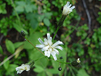 Hieracium albiflorum