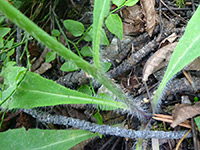 Hairy leaves