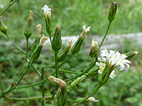 Buds and flowers