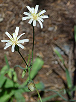 Hieracium albiflorum