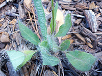 Long leaf hairs