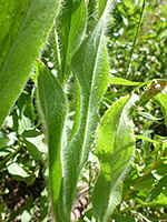 Scouler's Hawkweed