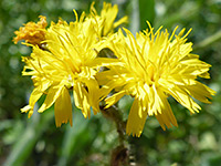 Two mature flowerheads