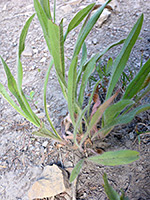 Basal leaves