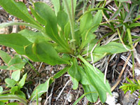 Oblanceolate basal leaves