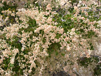 Many flowering branches