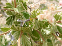 Hairy, toothed leaves