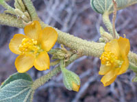 Bud and flowers