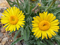 Two flowerheads