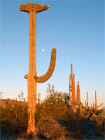 Crested saguaro cactus