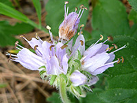 Pale pink flowers