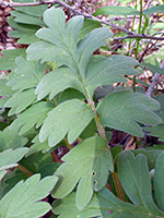 Lobed leaflets