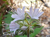 Western waterleaf