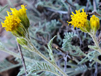 Yellow flowerheads