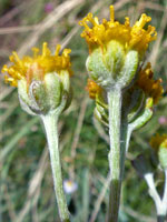 Hairy stem and phyllaries