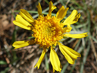 Hymenoxys bigelovii