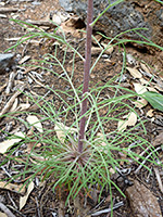 Basal leaves