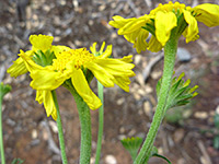 Cooper's Rubberweed